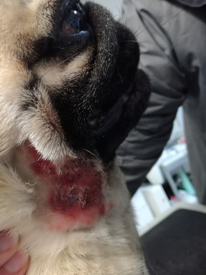 Hot Spot Dermatitida U Psa Metropolevet Praha