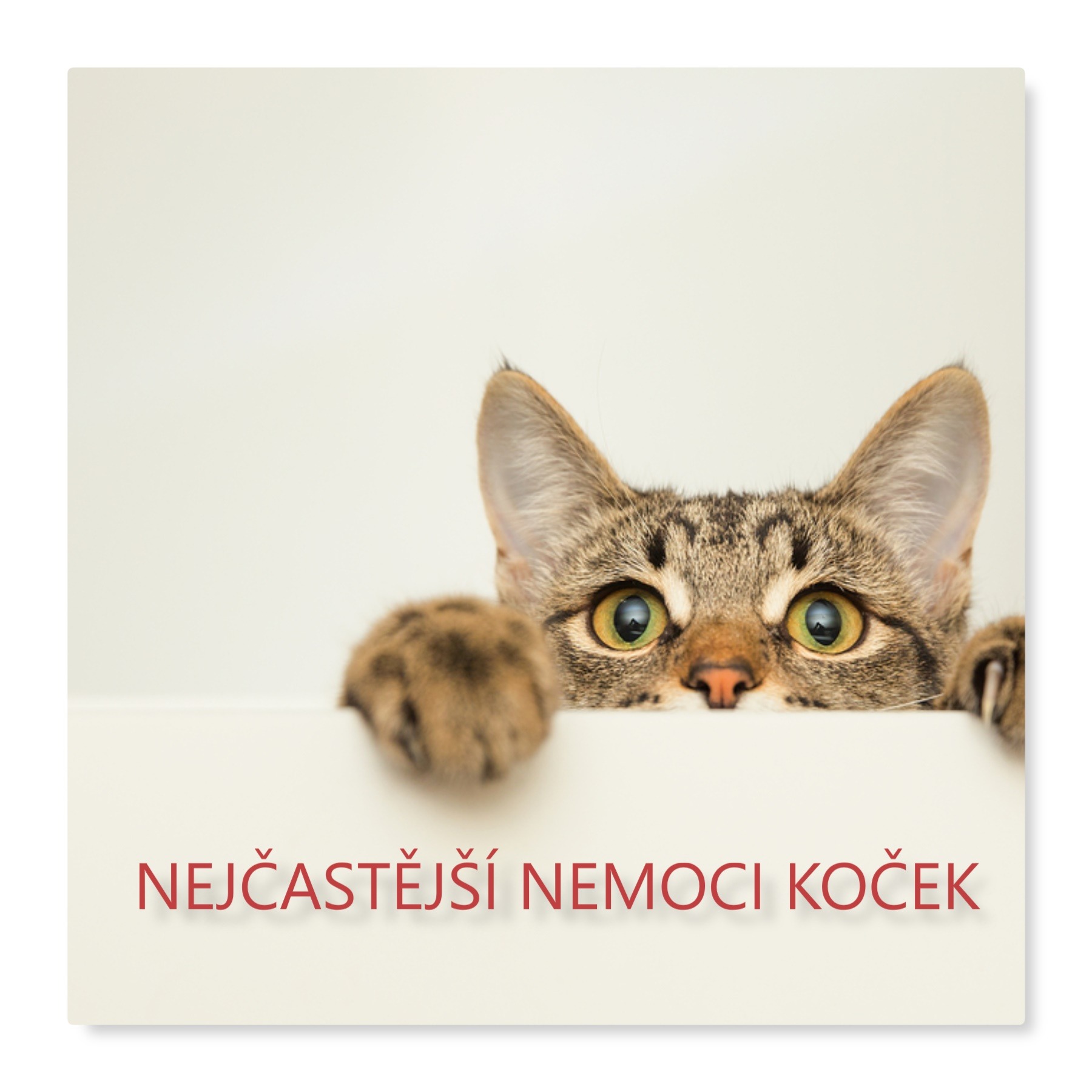 Jaké nemoci přenášejí kočky?